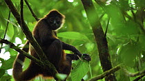Geoffroy's spider monkey (Ateles geoffroyi) sitting in the canopy eating a leaf, Osa Peninsula, Costa Rica, November.