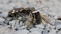 Tigerbeetle (Cicindela sp.) eating a potter wasp (Odynerus spinipes), Lucerne, Switzerland, June.