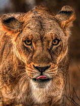 RF - African lioness (Panthera leo) head portrait.  Lumo Wildlife Sanctuary, Tsavo National Park, Kenya.  (This image may be licensed either as rights managed or royalty free.)