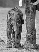RF - African elephant (Loxodonta africana) calf, aged one month, next to adult leg. Amboseli National Park, Kenya.   (This image may be licensed either as rights managed or royalty free.)