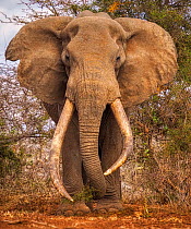 African elephant (Loxodonta africana) famous super tusker bull called Craig.  Amboseli National Park, Kenya.
