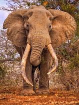 African elephant (Loxodonta africana) famous super tusker bull called Craig.  Amboseli National Park, Kenya.