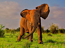 African elephant (Loxodonta africana) charging.  Lumo Wildlife Sanctuary, Tsavo National Park, Kenya.