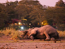 African elephant (Loxodonta africana) sleeping close to the Serena camp. Amboseli National Park, Kenya.
