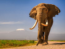 African elephant (Loxodonta africana), bull, in front of Mount Kilimanjaro. Amboseli National Park, Kenya.