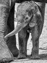 African elephant (Loxodonta africana) calf, aged one month,close to adult's  legs. Amboseli National Park, Kenya.