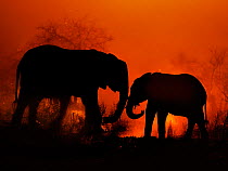 African elephant (Loxodonta africana), mother and calf, at sunset.  Lumo Wildlife Sanctuary, Tsavo National Park, Kenya.