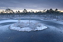 Frozen bog pool at dawn in Tartumaa county, Southern Estonia. November