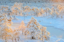Frozen bog at dawn, with snow-laden pine trees, Harjumaa county, Northern Estonia. Late October
