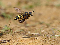 Ornate tailed digger wasp (Cerceris rybyensis) flying back to burrow, carrying paralysed Mining bee (Andrena sp) to lay eggs on.   Oxfordshire, England, UK. July.