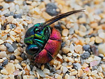 Ruby-tailed wasp (Chrysis ignita) curled up in defensive posture after being dragged from Silver leaf cutter bee (Megachile leachella) nest tunnel in sand dunes.   Cornwall, England, UK. May.  Focus...