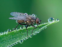 Fly (Coenosia sp) resting on leaf, at dawn covered in heavy dew. Hertfordshire, England, UK. June.   Focus Stacked.