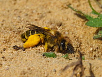 Pantaloon bee (Dasypoda hirtipes), female, excavating nesting tunnel in loose sand.  Oxfordshire, England. UK. July.