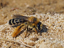Pantaloon bee (Dasypoda hirtipes), female, excavating nesting tunnel in loose sand.  Oxfordshire, England. UK. July.
