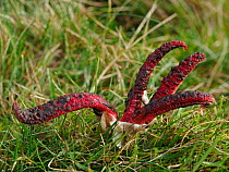 Devil's fingers fungus (Clathrus archeri), southern hemisphere species rare to find in UK, giving off unpleasant smell reminescent of rotting meat to attract flies.   Buckinghamshire, England, U...