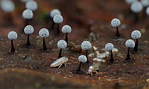 Group of Slime mould (Didymium nigripes) sporangia growing of decaying Beech (Fagus sp) leaf with Springtails (Collembola sp).   Buckinghamshire, England, UK. July.  Focus Stacked.