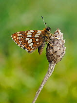 Duke of Burgundy butterfly (Hamearis lucina) crawling up to top of flower bud to bask in sun.   Bedfordshire, England, UK. May.  Focus Stacked.