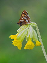 Duke of Burgundy butterfly (Hamearis lucina) resting on flowerhead of Cowslip (Primula veris), larval food plant, in dull weather with wings closed.  Bedfordshire, England, UK. May.  Focus Stacked.