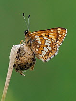 Duke of Burgundy butterfly (Hamearis lucina) resting on flower bud in dull weather with wings closed.   Bedfordshire, England, UK. May.  Focus Stacked.