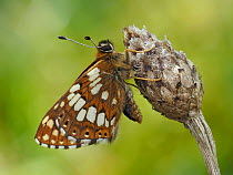 Duke of Burgundy butterfly (Hamearis lucina) roosting on flower bud.   Bedfordshire, England, UK. May. Focus Stacked.