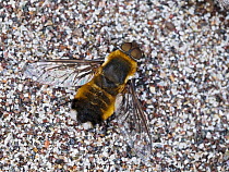 Dune villa fly (Villa modesta), freshly emerged female, basking on bare sand.   Cornwall, England, UK. July.