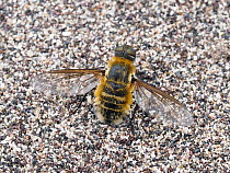 Dune villa fly (Villa modesta), female, landing on bare sand, quivering tail to gather small sand grains in cloaca later enabling them to disperse their eggs better from flight position.   Cornwall,...