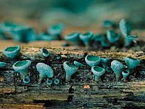 Green elf cup fungi (Chlorociboria aeruginascens) often staining decaying wood green.  Hertfordshire, England, UK. August.  Focus Stacked.
