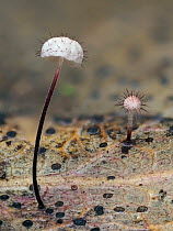 Holly parachute mushroom (Marasmius hudsonii) growing on decaying Holly (Ilex sp) leaves, covered in tiny hairs.   Buckinghamshire, England, UK. January.  Focus Stacked.