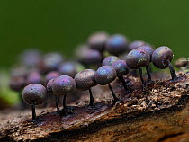 Multiple Slime mould (Lamproderma scintillans) sporangia, usually associated as snow melt species, forming on decaying Beech (Fagus sp) leaf. Buckinghamshire, England, UK. December.  Focus Stacked.