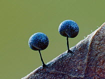 Two Slime mould (Lamproderma scintillans) sporangia, around one millimeter tall, forming on decaying leaf.  Buckinghamshire, England, UK. February.  Focus Stacked.