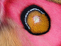 Close up of Madagascan silk moth (Antherina suraka) eyespot on wing showing hair-like scales.   Focus Stacked. Captive.