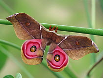 Madagascan silk moth (Antherina suraka), freshly emerged adult.  Focus Stacked. Captive.