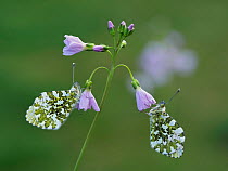 Two Orange tip butterfly (Anthocharis cardamines) roosting at dawn on Cuckooflower (Cardamine pratensis), one of its larval food plants.  Hertfordshire, England., UK. May.  Focus Stacked.