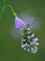 Orange tip butterfly (Anthocharis cardamines) roosting at dawn on Cuckooflower (Cardamine pratensis), one of its larval food plants.   Hertfordshire, England., UK. May.  Focus Stacked.