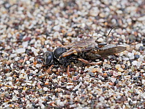Common spiny-digger wasp (Oxybelus uniglumis), female, dragging paralysed fly impaled on its sting back to burrow.   Cornwall, England, UK. July