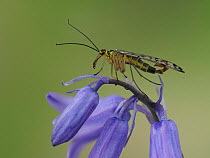 Scorpion fly (Panorpa communis) resting on Bluebell (Hyacinthoides non-scripta) flowerhead.  Hertfordshire, England, UK. May.  Focus Stacked.