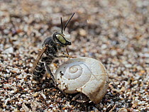 Silvery leafcutter bee (Megachile leachella), male, resting on empty snail shell among sand dunes.  Cornwall, England, UK. July.