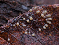 Slime mould (Physarum sp.) plasmodium beginning to form into sporangia on decaying Beech (Fagus sp) leaf.  Buckinghamshire, England, UK. December.  Focus stacked.