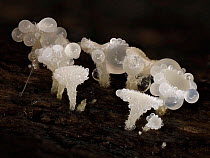 Snowy disco cup fungi (Lachnum virgineum) showing globules of liquid trapped in hairs to keep moisture.  Buckinghamshire, England, UK. November.  Focus Stacked.