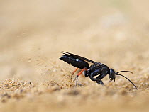 Red legged spider wasp (Episyron rufipes) digging nesting tunnel in sand.  Oxfordshire, England, UK. July
