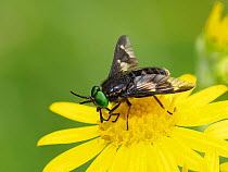 Splayed deer fly (Chrysops caecutiens), male, feeding on yellow flower.  Hertfordshire, England, UK. July.