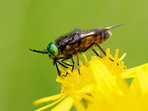 Splayed deer fly (Chrysops caecutiens), male, feeding on yellow flower.  Hertfordshire, England, UK. July.