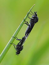 Pair of St Mark's flies (Bibio marci) mating on grass stem.  Hertfordshire, England, UK. May.  Focus Stacked.