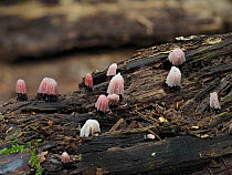 Groups of Chocolate tube slime mould (Stemonitis fusca) sporangia changing to light pink, on rotten Birch (Betula sp) log. Hertfordshire, England, UK. September. Focus Stacked.