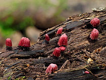 Groups of Chocolate tube slime mould (Stemonitis fusca) sporangia, in pink stage, growing on rotten Birch (Betula sp) log. Hertfordshire, England, UK. September. Focus Stacked.