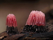 Two groups of Chocolate tube slime mould (Stemonitis fusca) sporangia changing to red and beginning to dry and mature.  Hertfordshire, England, UK. September.  Focus Stacked.