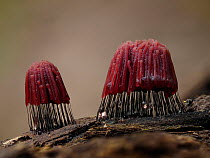 Two groups of Chocolate tube slime mould (Stemonitis fusca) sporangia changing to red and beginning to dry and mature.  Hertfordshire, England, UK. September.  Focus Stacked.