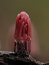 Sporangia of Chocolate tube slime mould (Stemonitis fusca) in pink stage, growing.  Hertfordshire, England, UK. September.  Focus Stacked.
