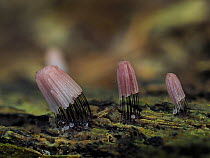 Three groups Chocolate tube slime mould (Stemonitis fusca) sporangia, in pink stage, growing.  Buckinghamshire, England, UK. September.  Focus Stacked.
