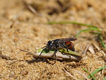 Digger wasp (Tachysphex pompiliformis), adult female, stinging grasshopper to paralyse it.    Oxfordshire, England, UK. July.